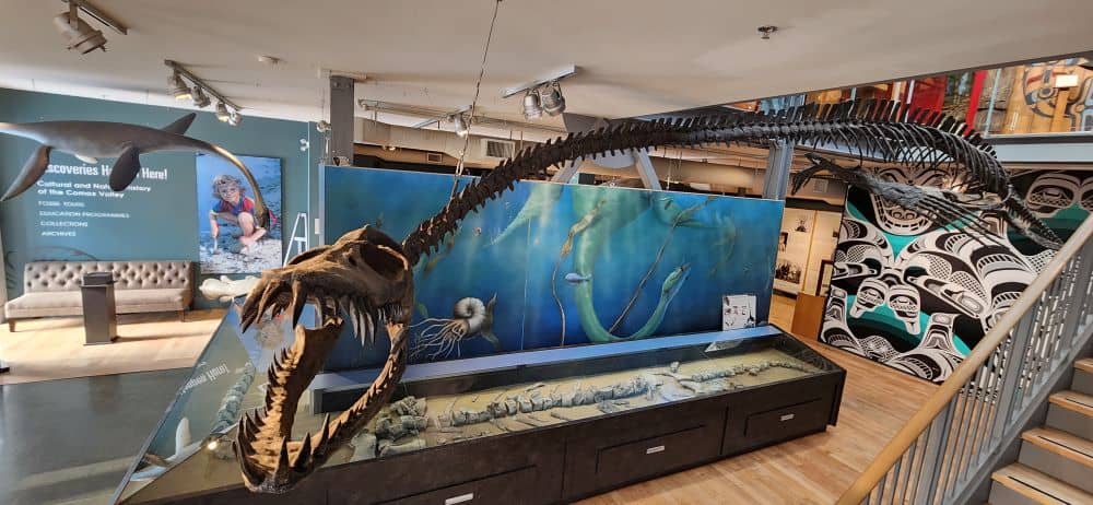Museum display of marine reptile skeleton fossil plesiousaur