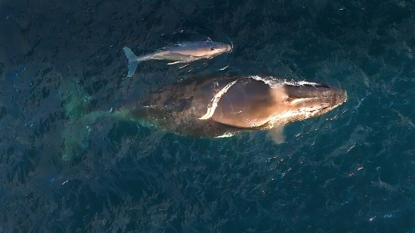 Overhead photograph of an adult and baby humpback swimming at the surface of the ocean
