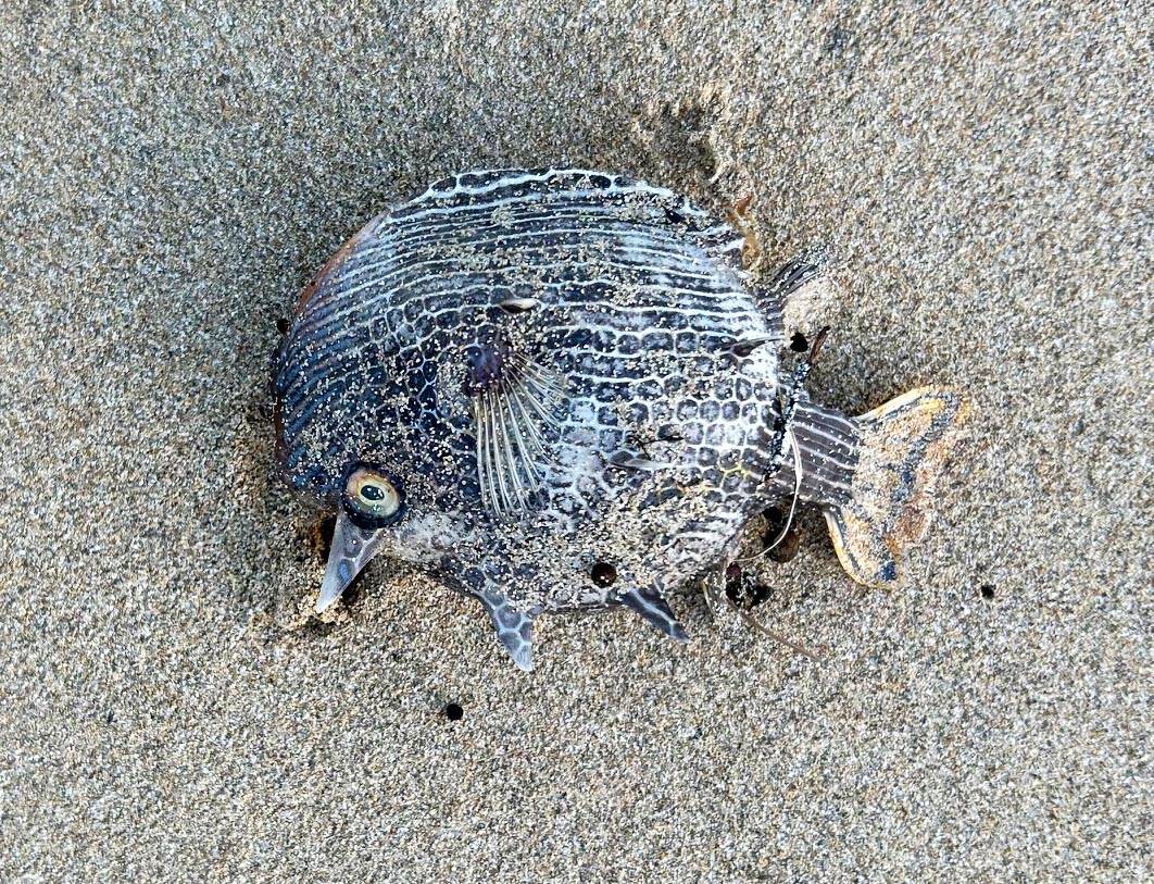 Cow fish