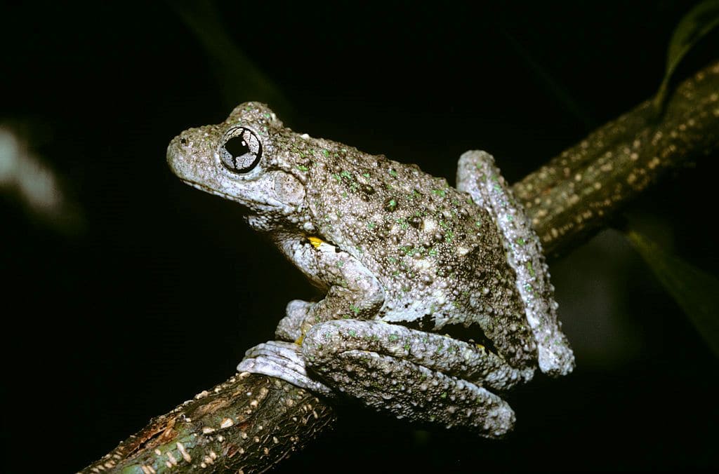 Tree frog on a branch with black dark background