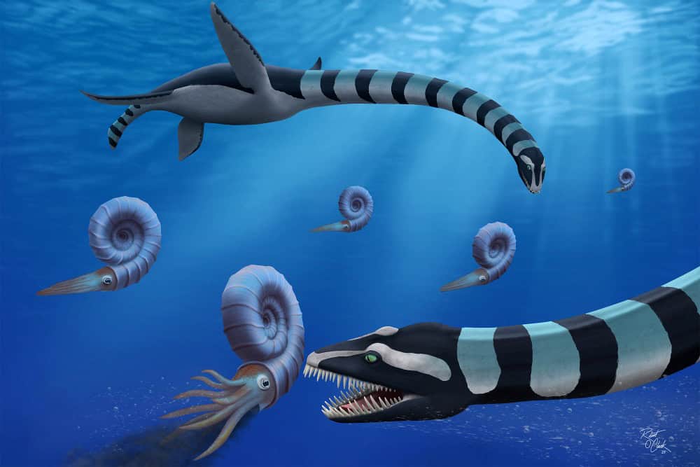 Drawing of long neck marine reptile eating ammonite