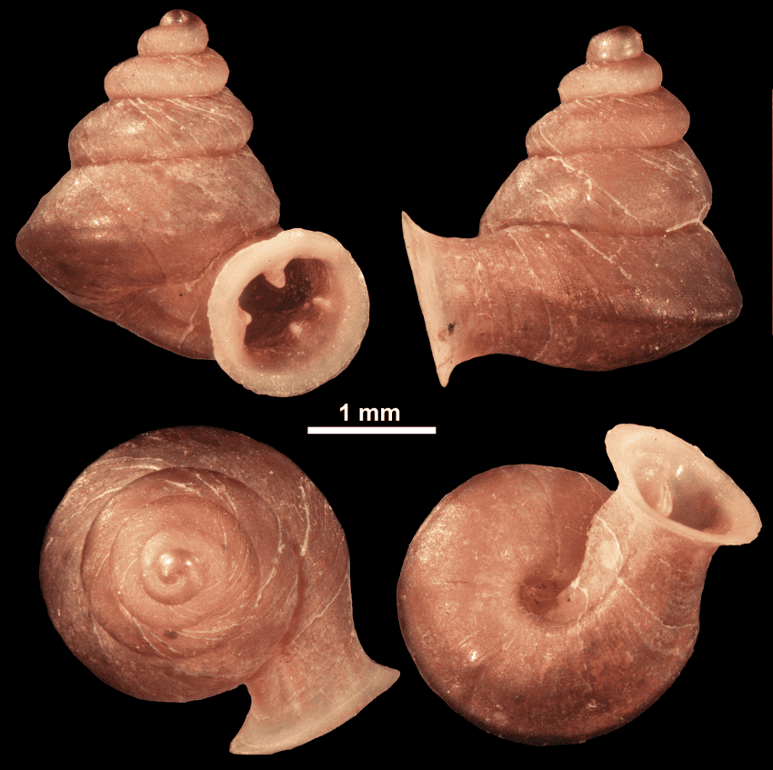 A pink-orange snail shell with cubic whorls