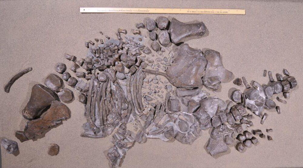 Jumble of fossils with ruler