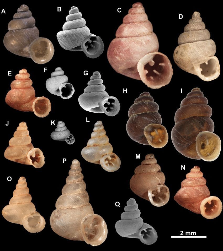 Several snail shells of different shapes and colours against a black background