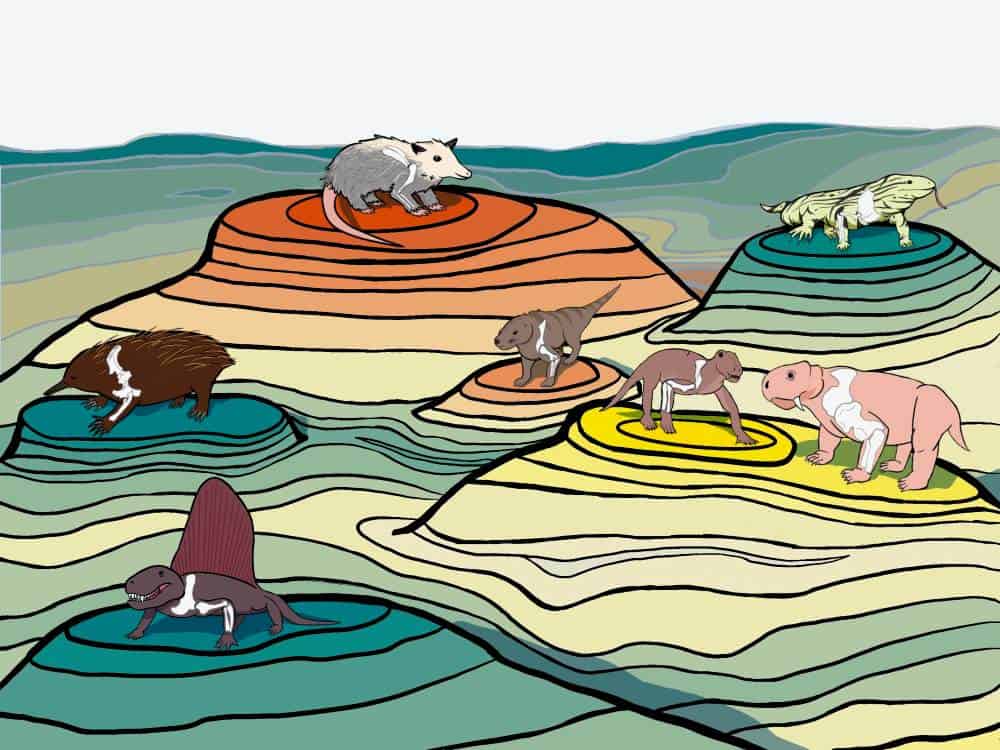 Evolution of mammal ancestors with posture showing on topological peaks