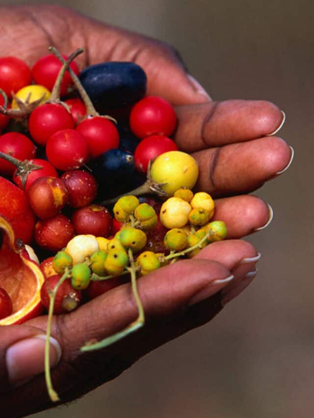The chemistry of bush flavour