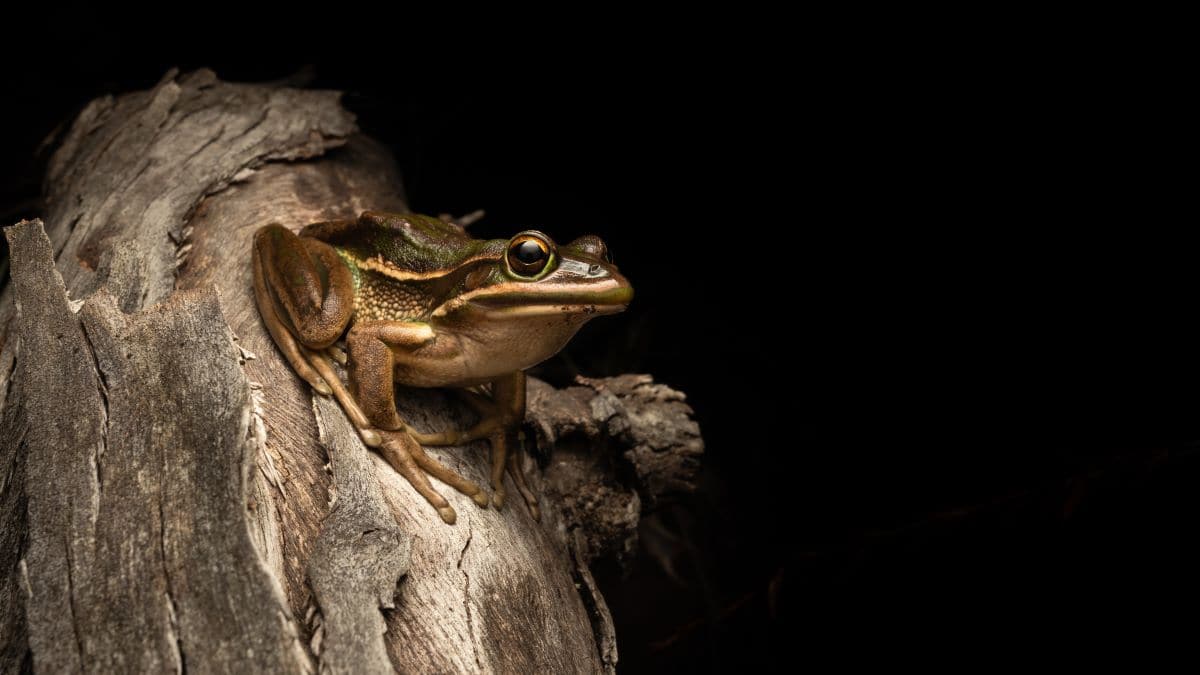 Bell frog on dead wood on black background