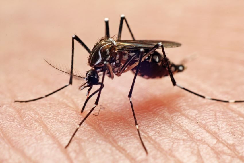 Macro shot of a mosquito.