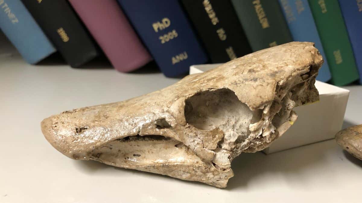 Fossil skull of a lungfish in front of books