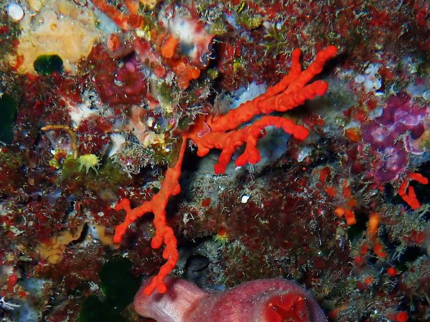 A bright red soft coral on a coral reef