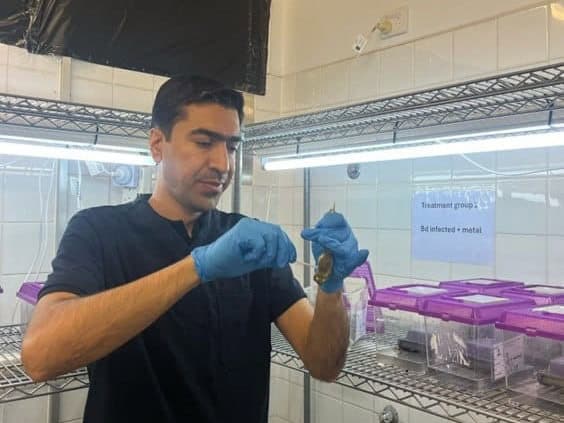 Researcher swapping frog in lab