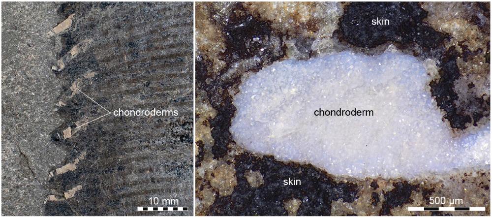 Close up of fossil serrations