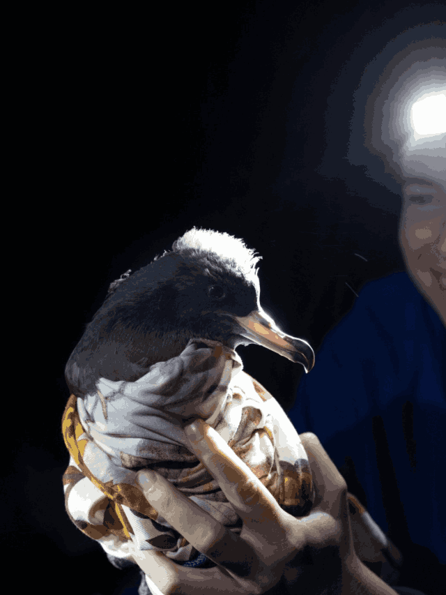 Seabirds suffer hidden damage from plastics