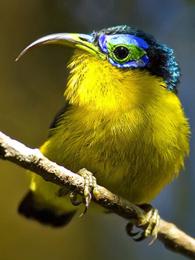 We could lose 500 bird species within 100 years