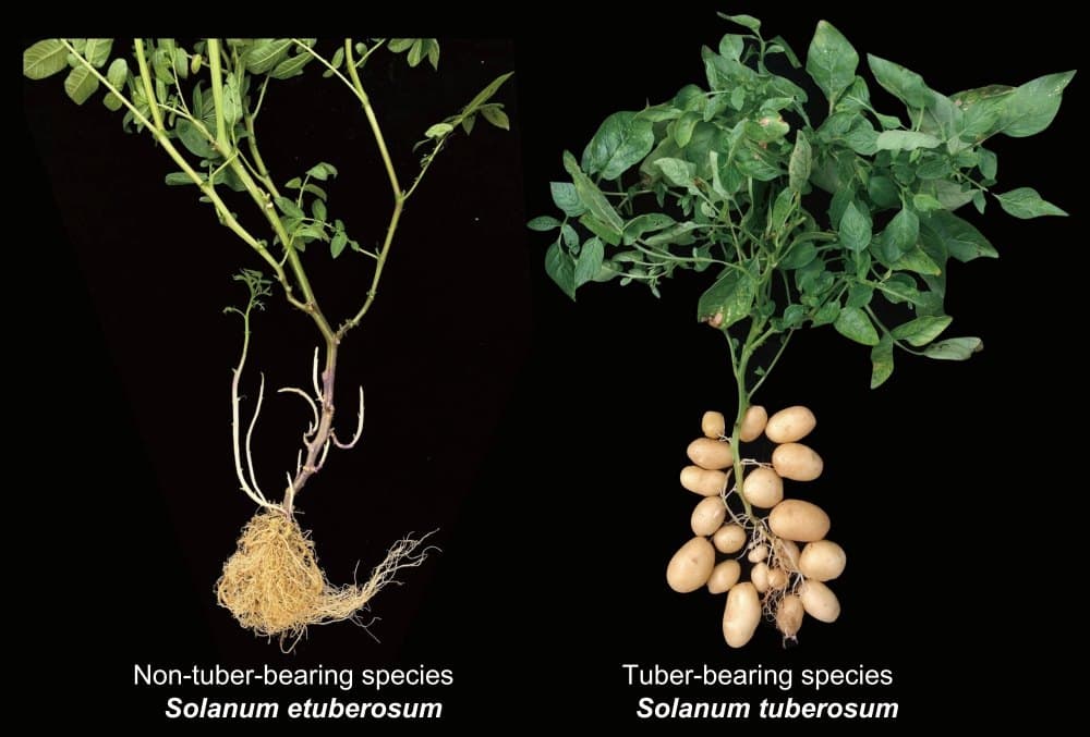 Potato plants on black background
