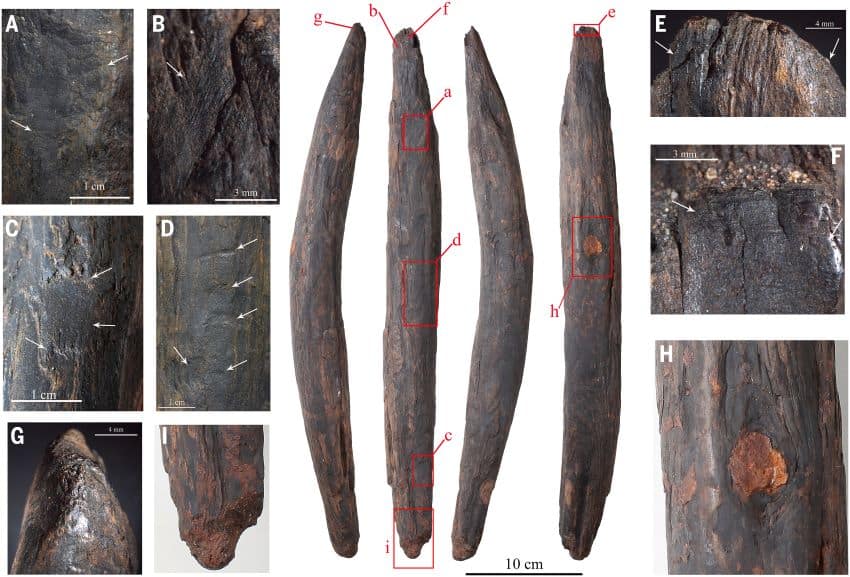 A series of photographs showing a long, slightly curved wooden tool. Each end is sharpened to a dull point. Images show marks made during its manufacture and use
