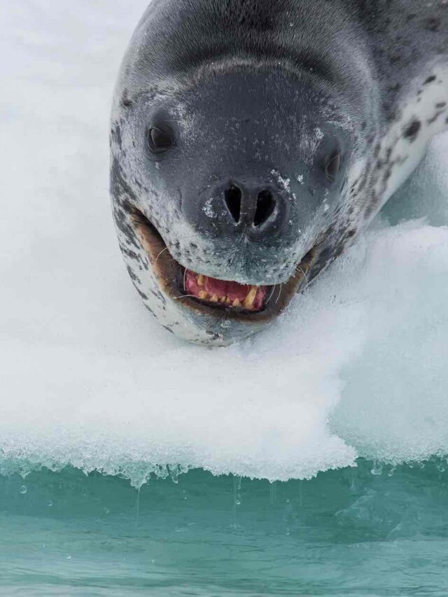 Leopard seals have fierce singing skills