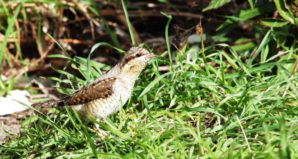 Wryneck Kish Woolmore