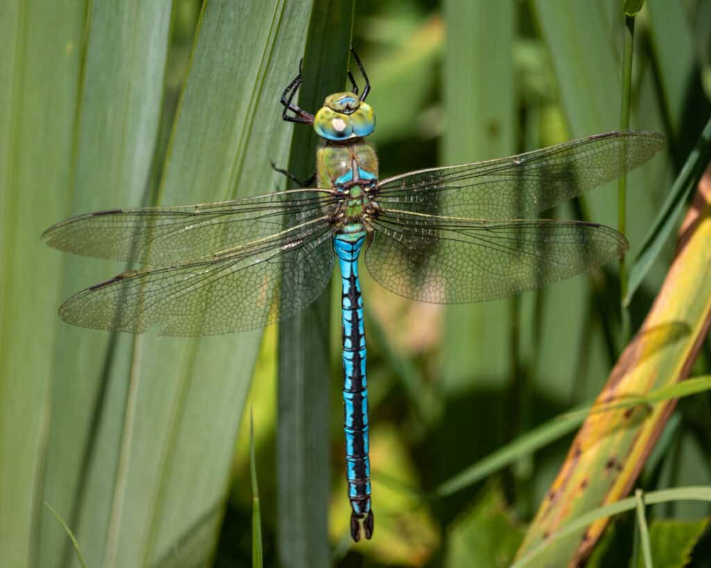 Blue Emperor Dragonfly photo by Caroline Farrow