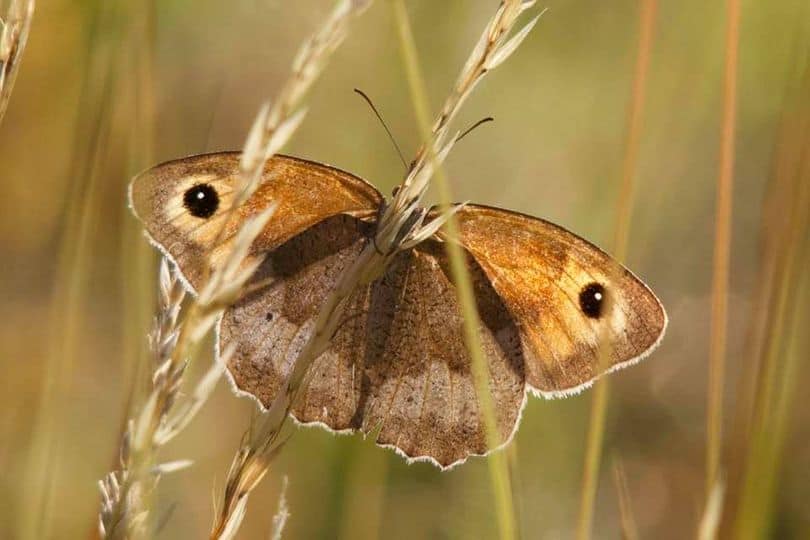 Meadow Brown photo by David Gordon Davy