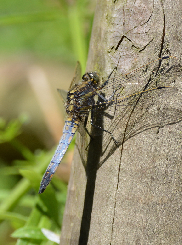 Black Tailed Skimmer photo by Simon Tonge