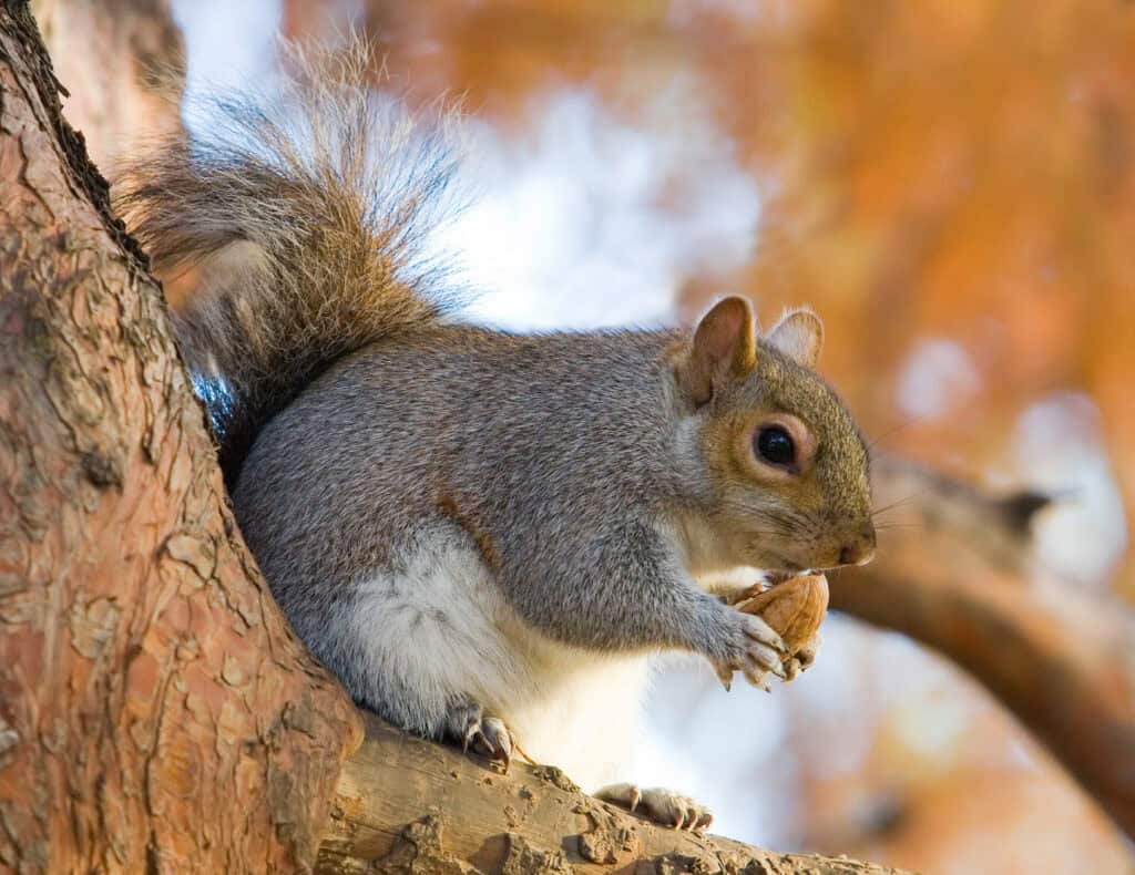 Eastern Grey Squirrel in St Jamess Park London © Diliff