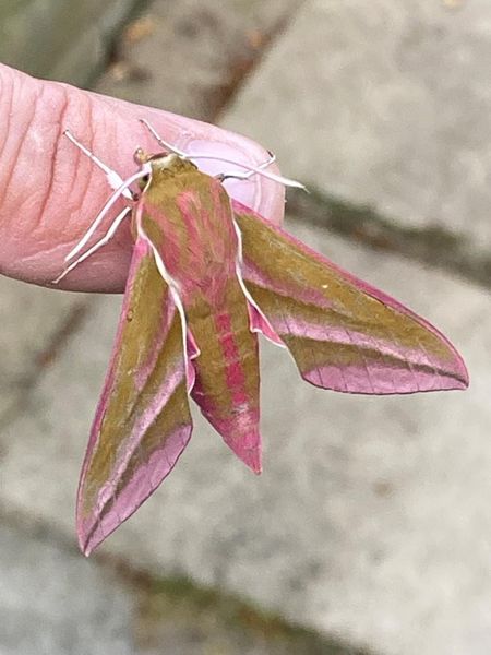 Elephant Hawk Moth photo by Bill Haines