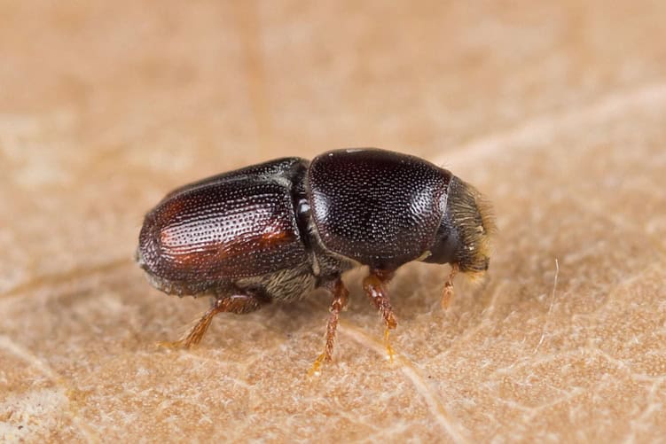 Elm Bark Beetle © Nikolai Vladimirov
