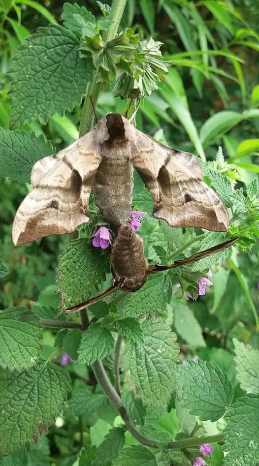 Eyed Hawkmoth photo by Kim Wakeham