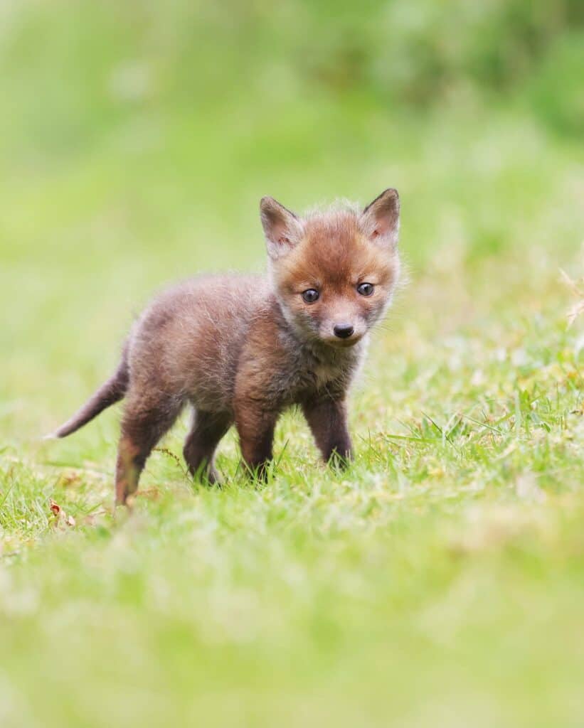 Fox cub by Lee Tilley