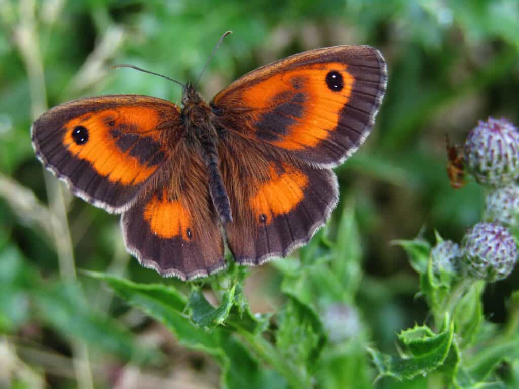 Gatekeeper Butterfly photo by Jane Ruhland