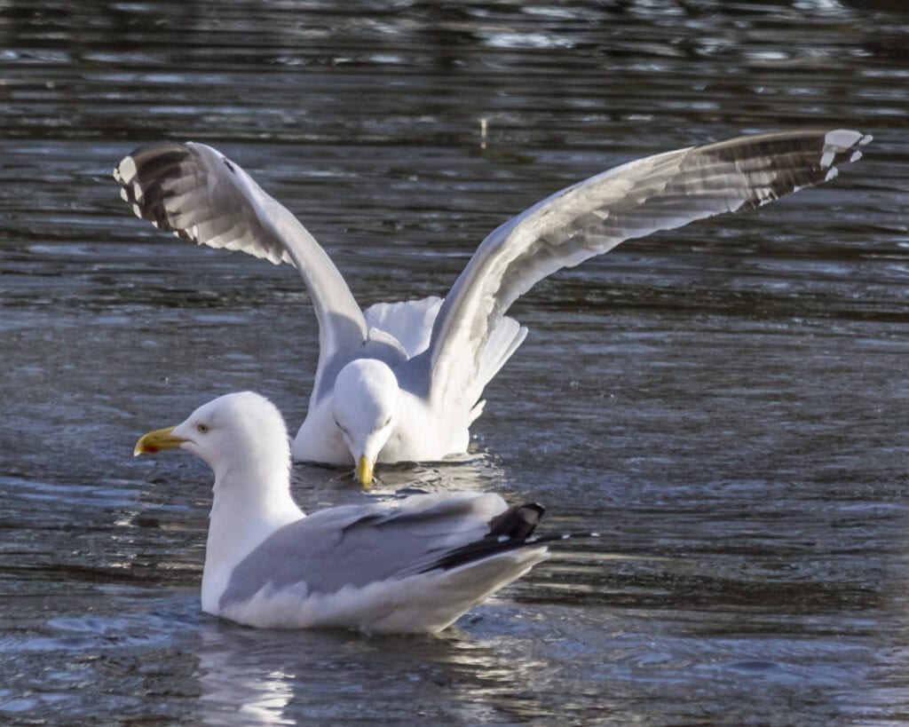 Herring Gulls photo by Caroline Farrow