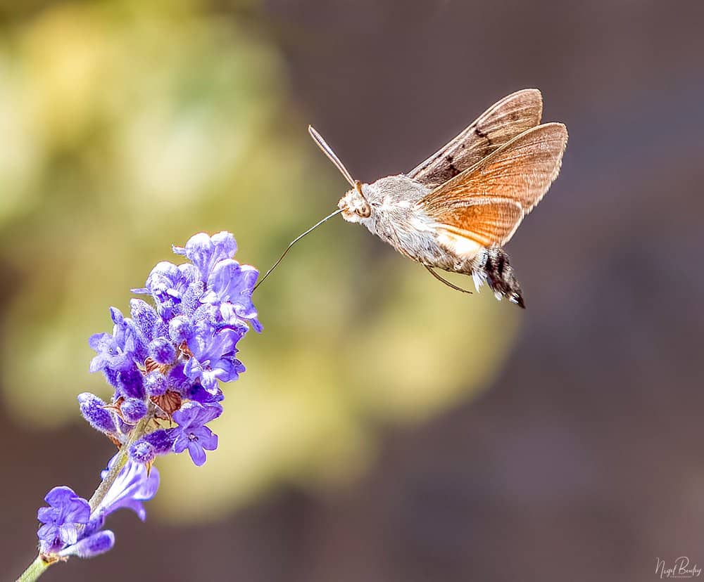 Hummingbird Hawkmoth by Nigel Bewley