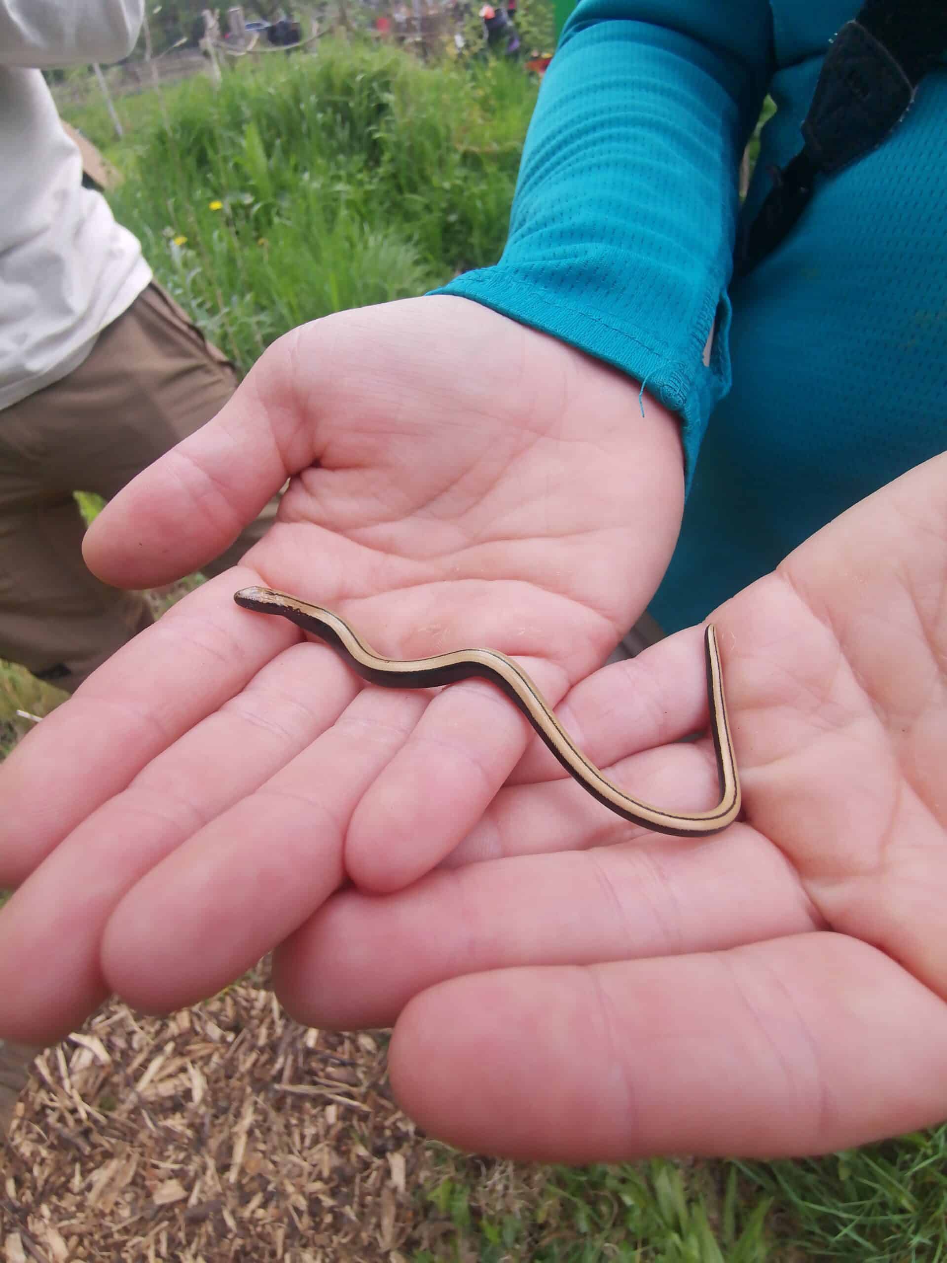 Slow Worm by Caroline Farrow