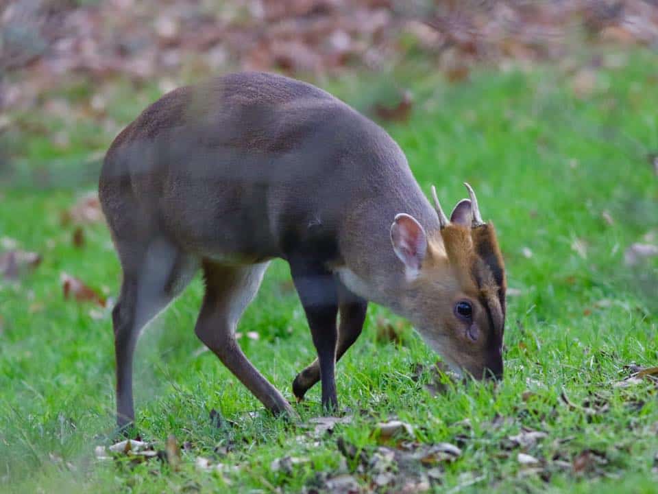 Muntjac by Barry Riches