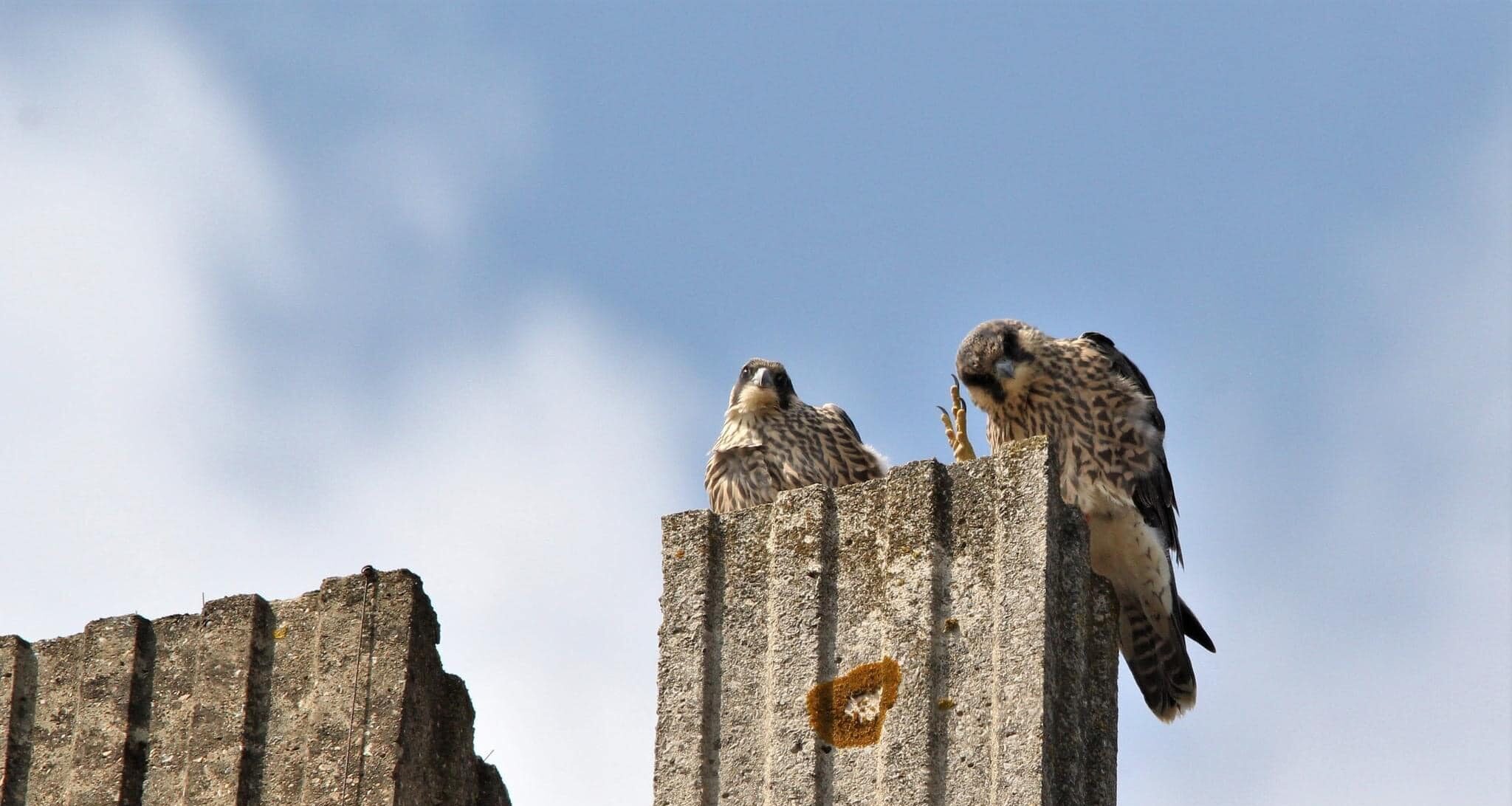 2023 Peregrine chicks wave