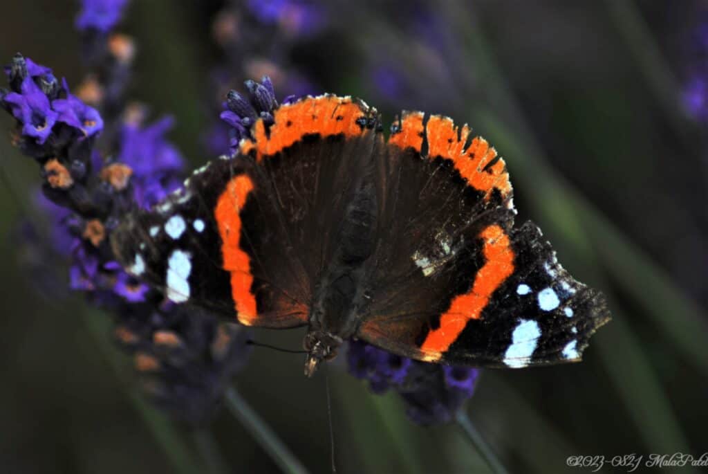 Red Admiral by Mala Patel