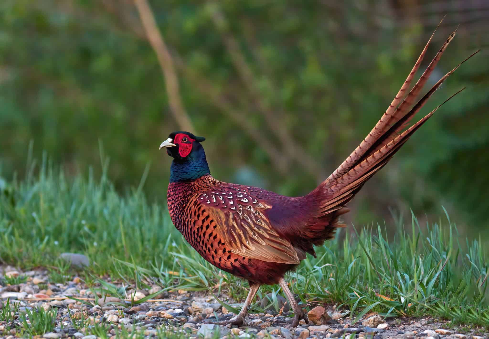 Ring-necked Pheasant © Kurilin MS