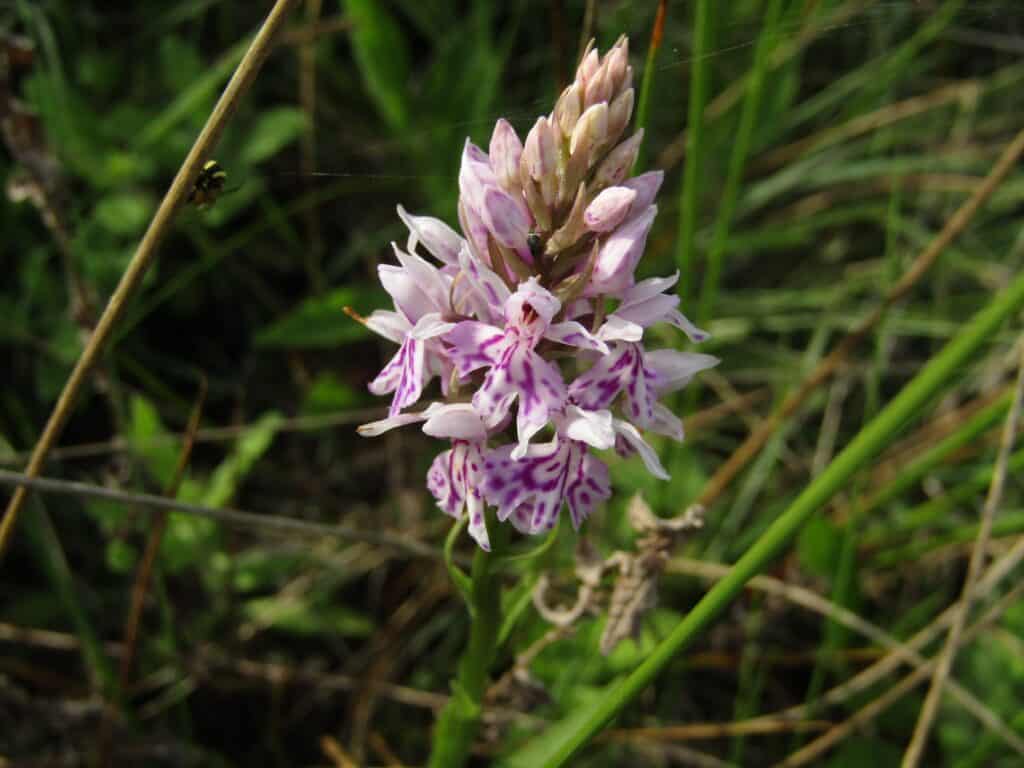 Spotted Orchid photo by Jane Ruhland