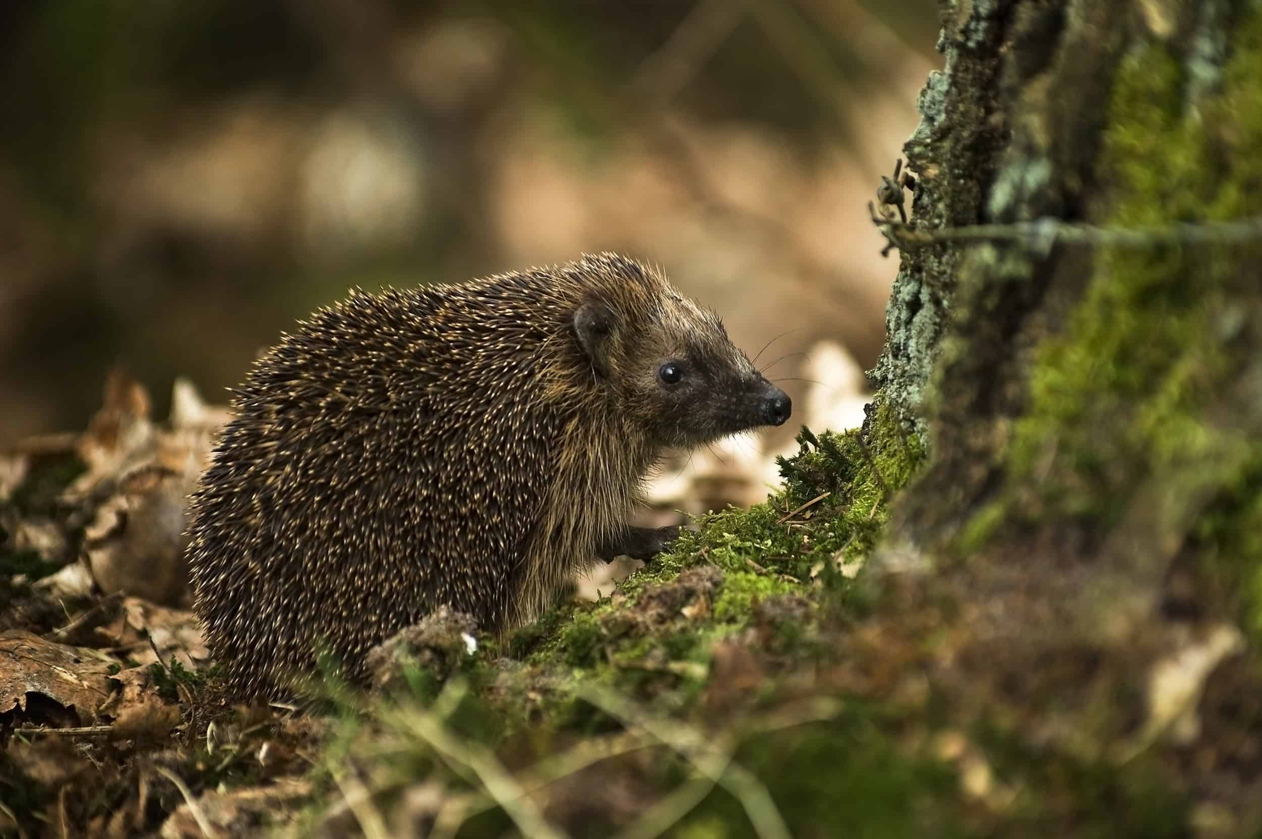 West European Hedgehog (Erinaceus europaeus)1