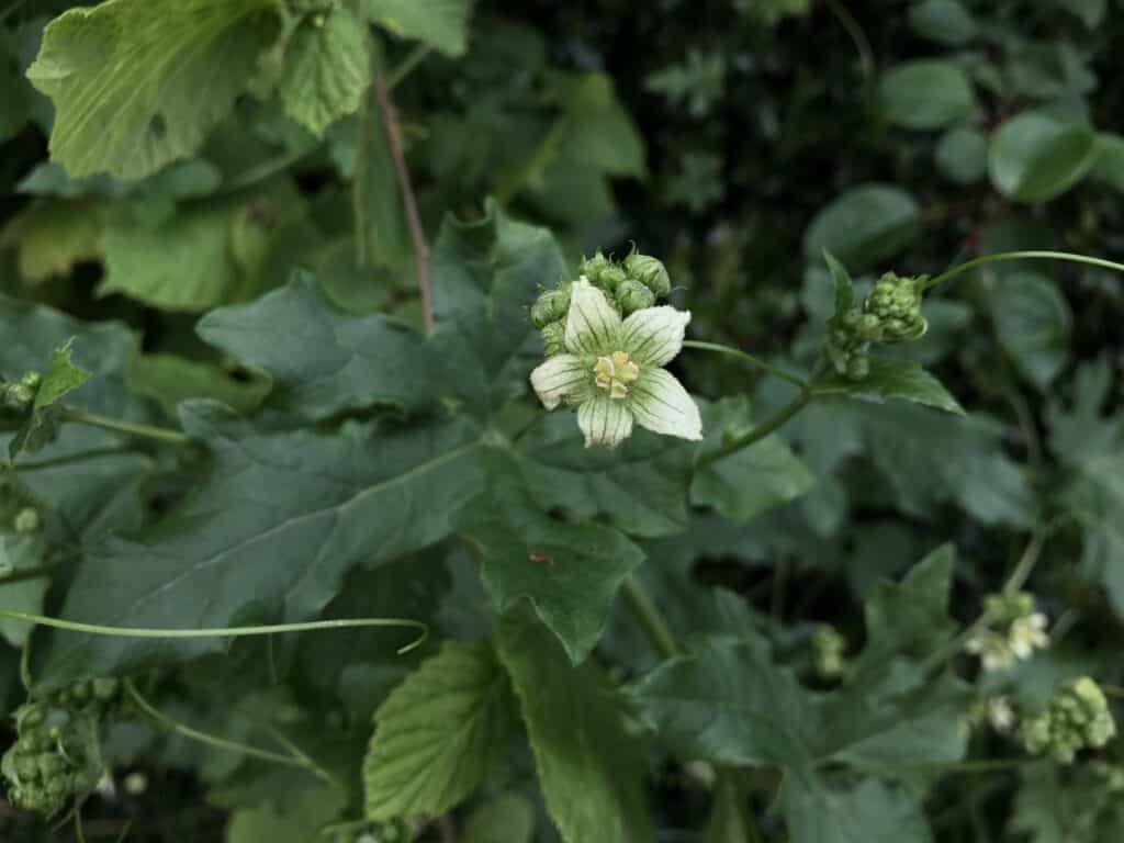 White Bryony © jennwren