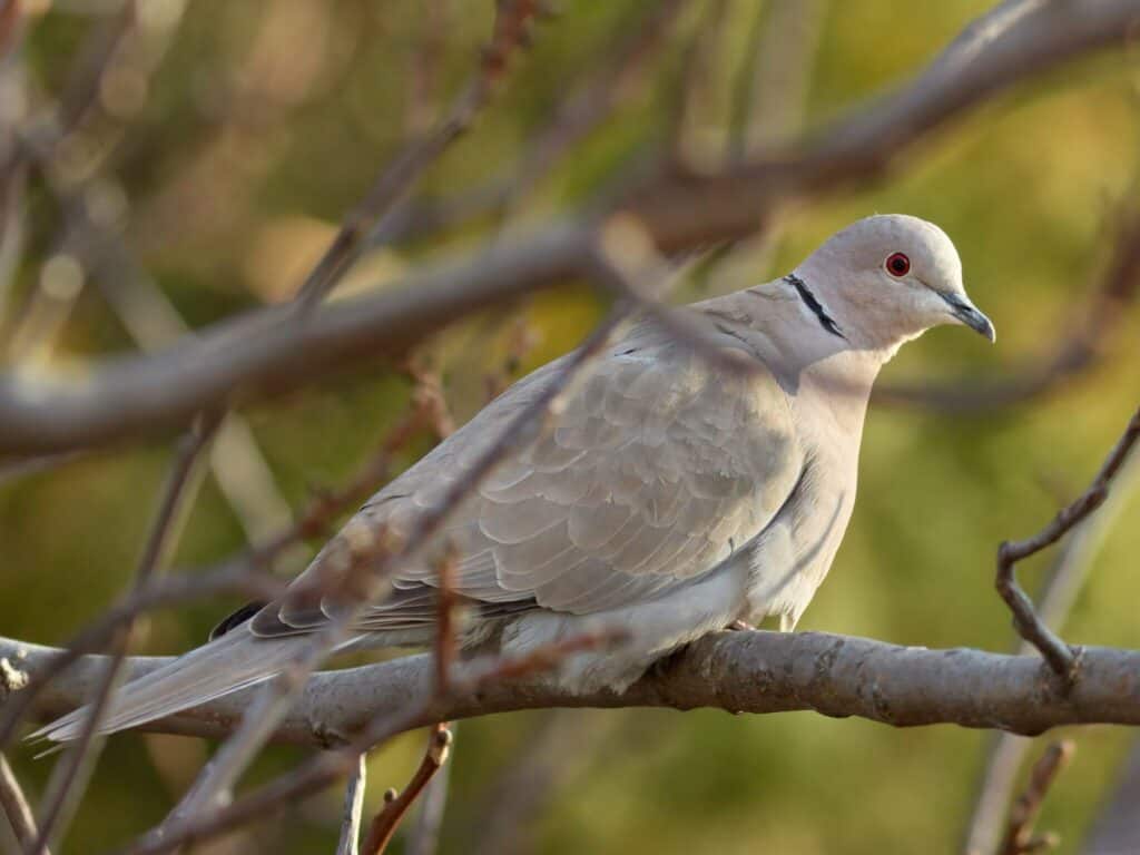Collared Dove © Kurilin M S