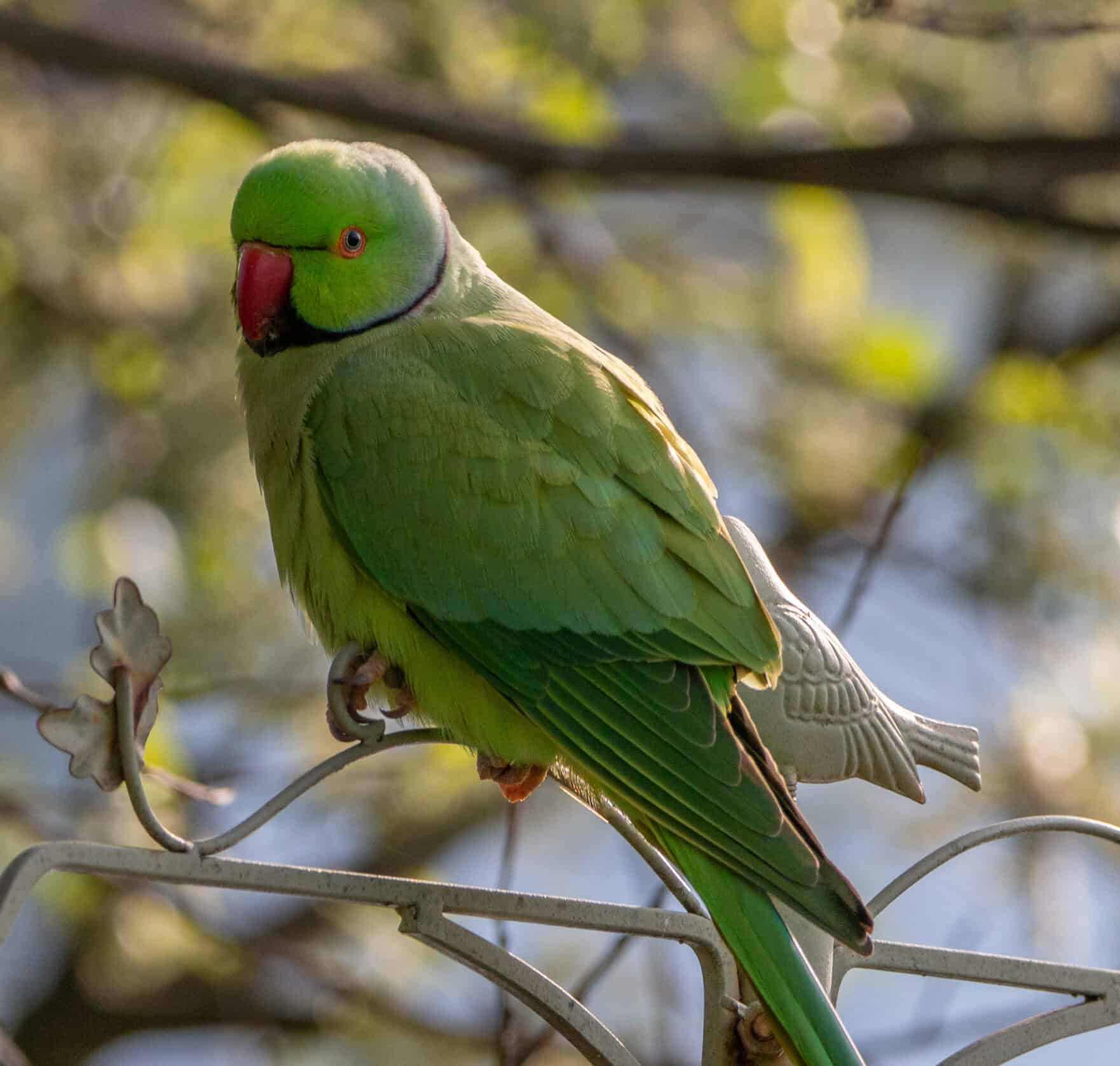 Parakeet photo by Caroline Farrow