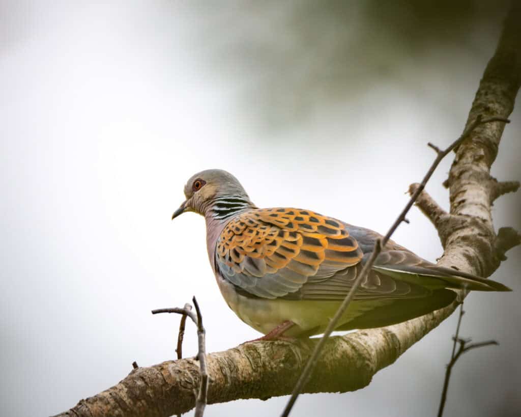 Turtle Dove photo by Caroline Farrow
