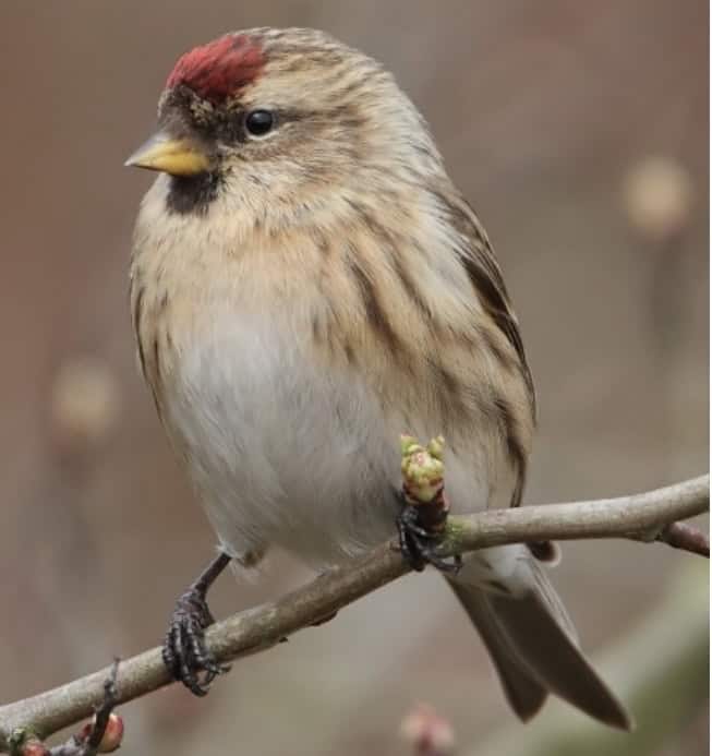 Lesser Redpoll © helen2150