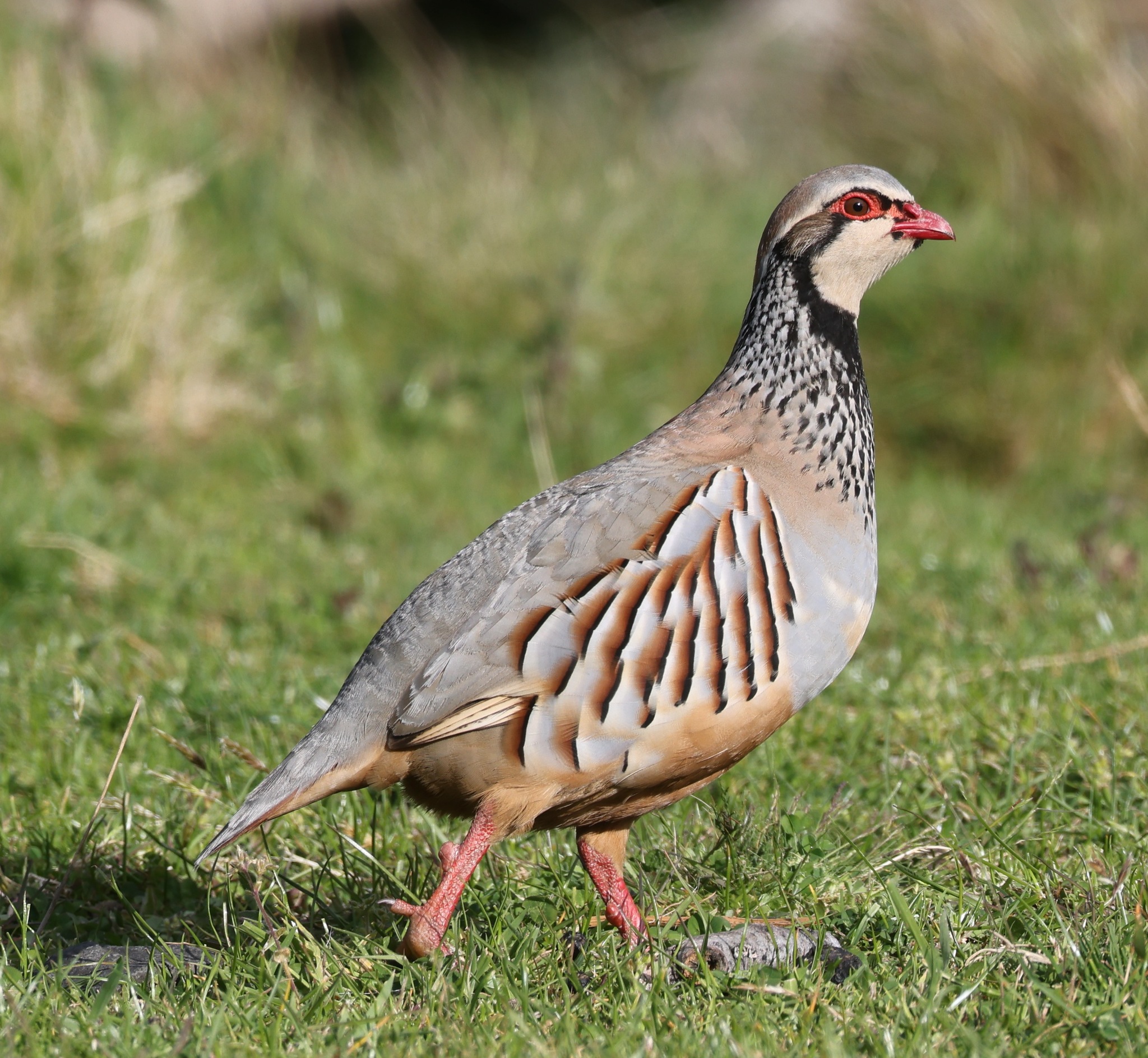 Red-legged Partridge photo by jerry2018