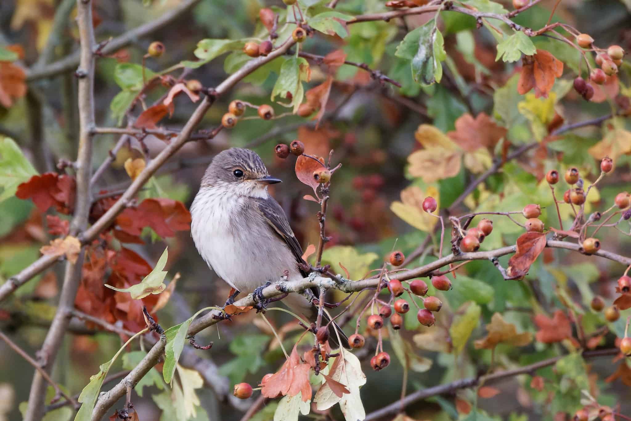 Spotted flycatcher david wright