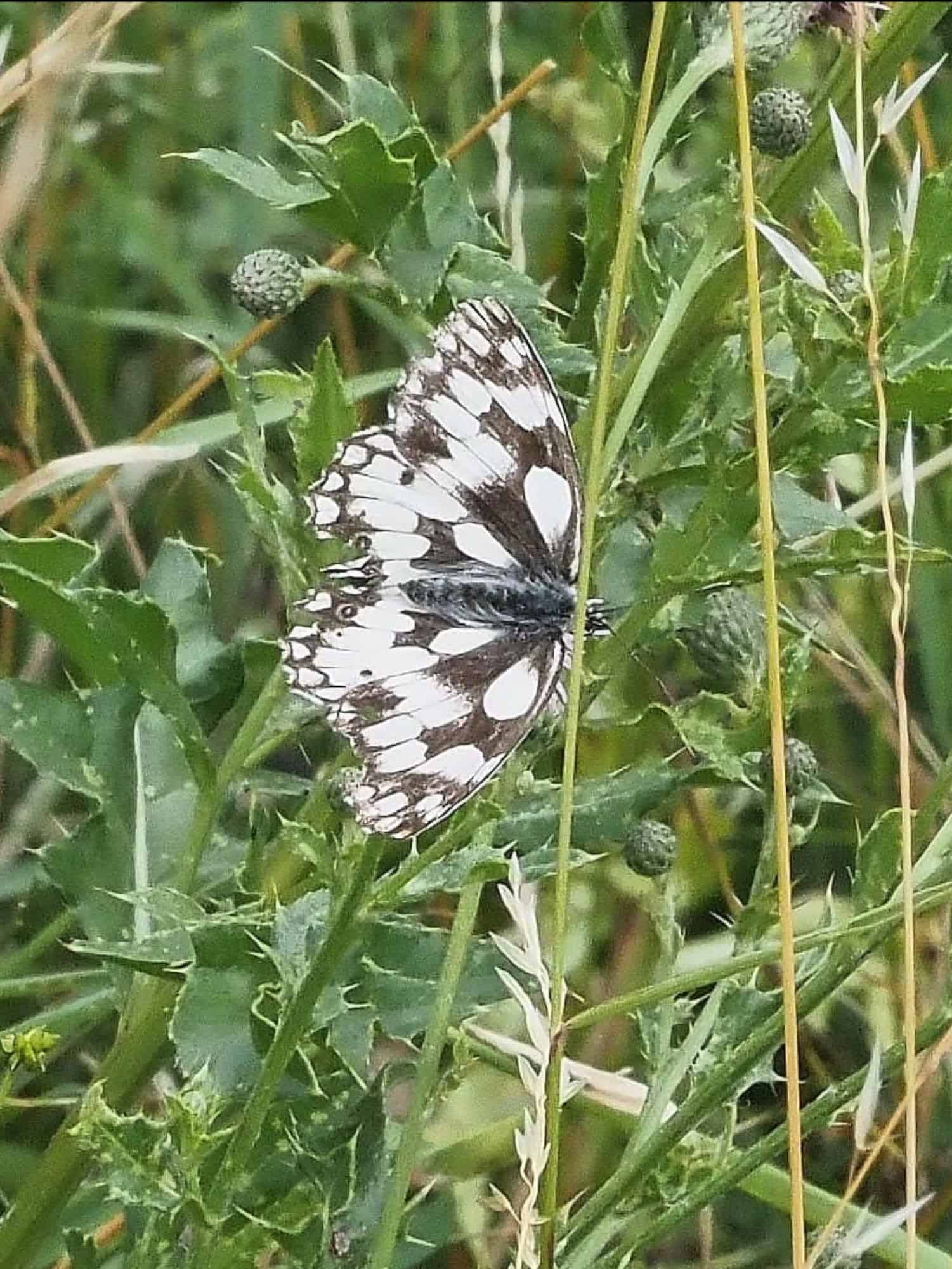 Marbled white, Sandra Adar