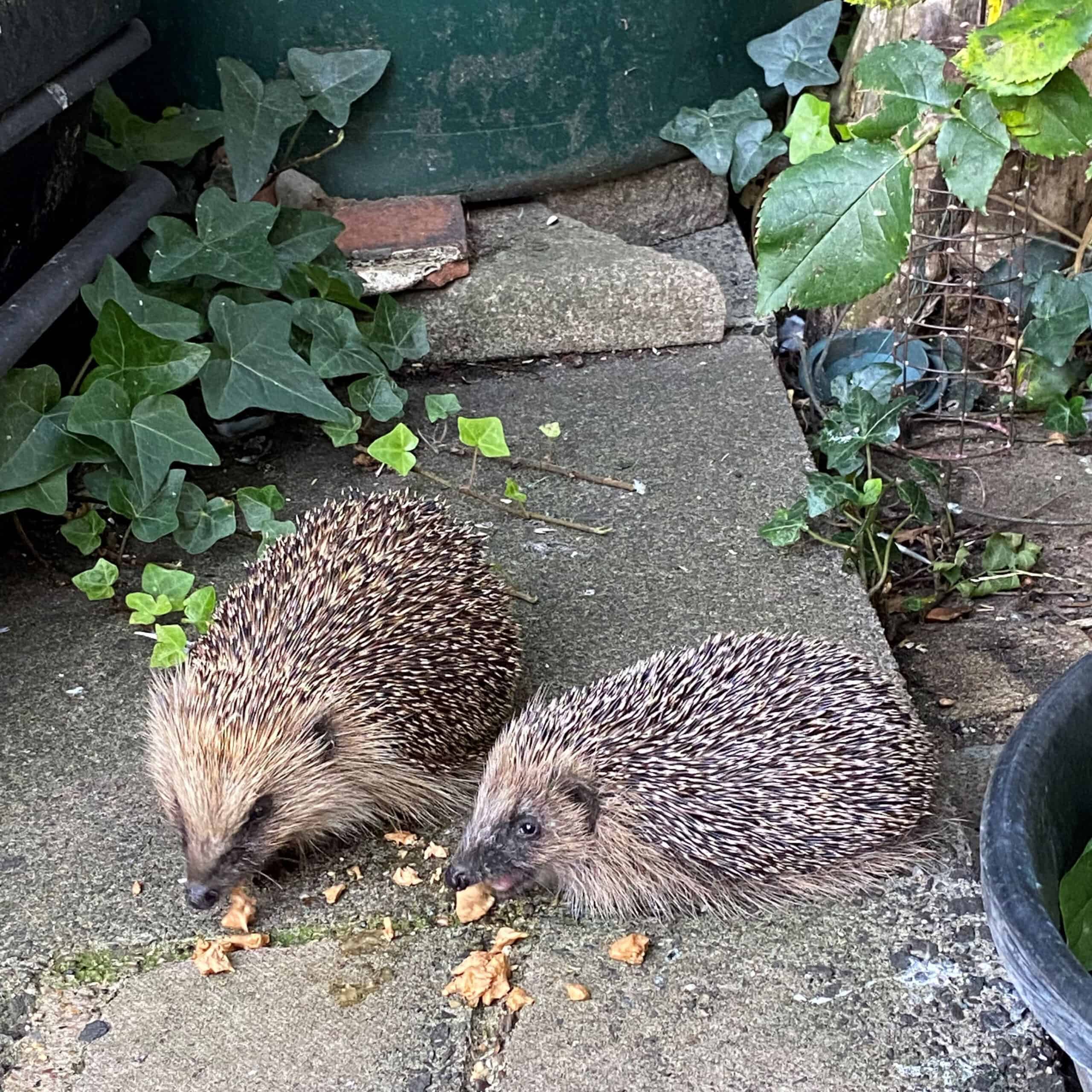 Hedgehogs, Victoria Williams