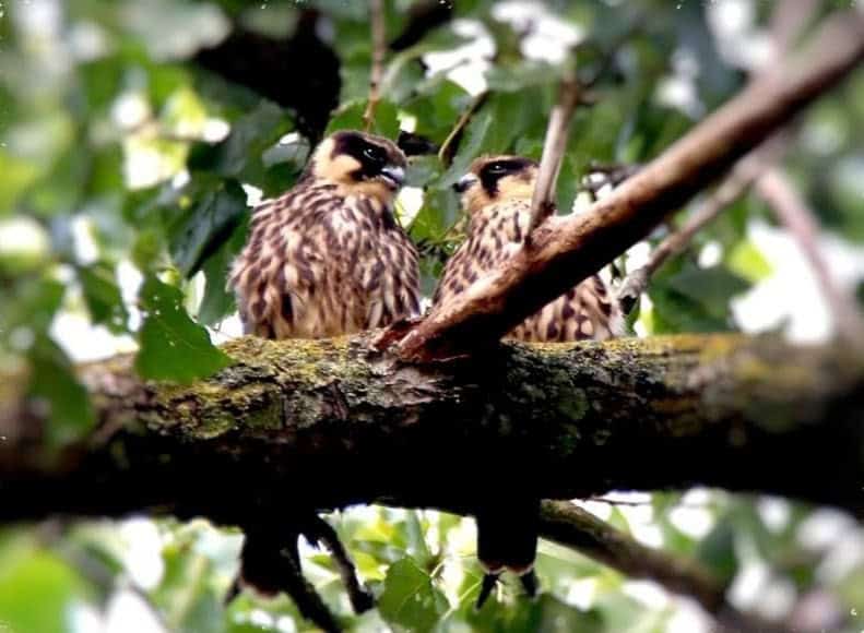 Hobby, Debbie Bull